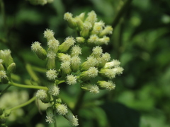 Microglossa pyrifolia