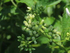 Microglossa pyrifolia