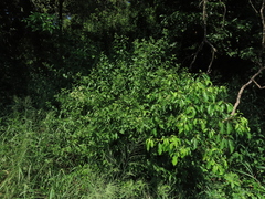 Microglossa pyrifolia