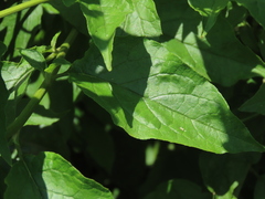 Microglossa pyrifolia