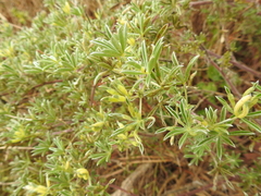 Dasineura lupinorum