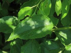 Microglossa pyrifolia