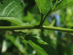 Microglossa pyrifolia