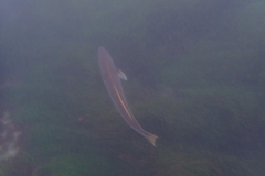 Atractoscion nobilis