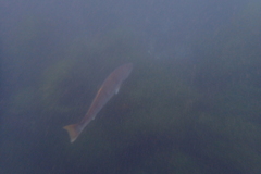 Atractoscion nobilis