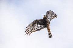Long-Winged Harrier photo 3
