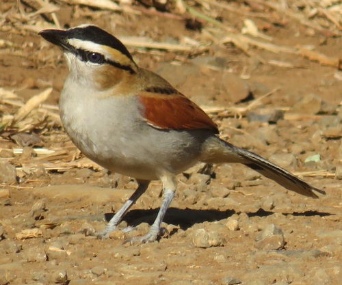 Black-crowned Tchagra