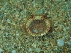 Ceriantheopsis americanus