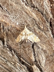 Petrophila heppneri