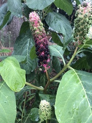 Phytolacca acinosa