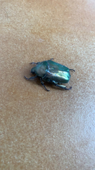 Protaetia cuprea brancoi