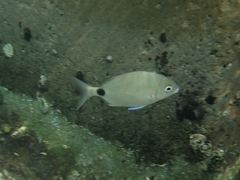 Diplodus caudimacula