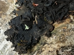 Lathagrium auriforme