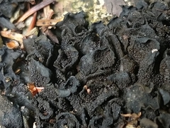 Lathagrium auriforme