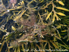 Aglaophenia kirchenpaueri