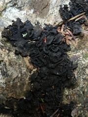 Lathagrium auriforme