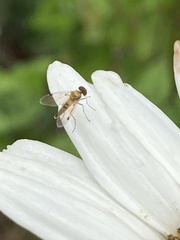 Chrysopilus modestus