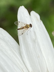 Chrysopilus modestus