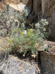 Cymopterus petraeus
