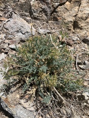 Cymopterus petraeus