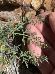 Cymopterus petraeus