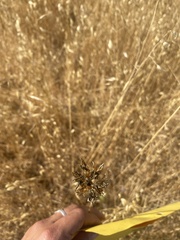 Dichelostemma congestum