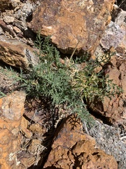 Cymopterus petraeus