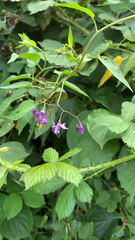 Solanum dulcamara