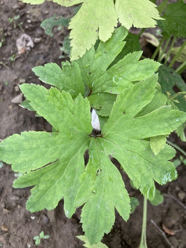 Carolina bugbane foliage