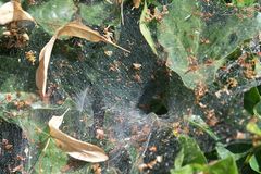 Agelena labyrinthica