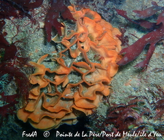 Pentapora foliacea