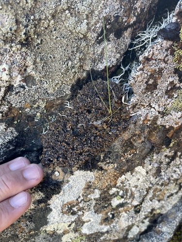 Heath Tube Lichen