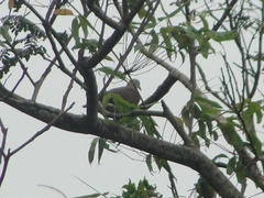 Ducula badia