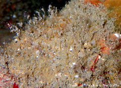 Pycnoclavella aurilucens