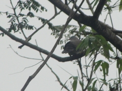 Ducula badia