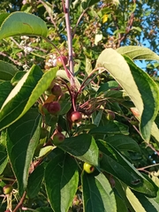 Malus hupehensis