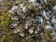 Peltigera elisabethae
