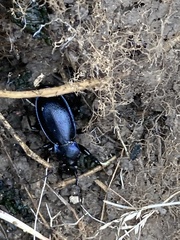 Carabus scheidleri