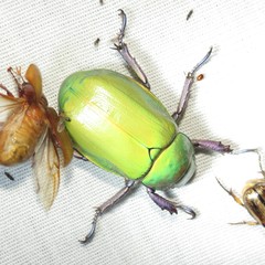Chrysina beyeri