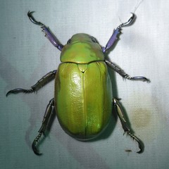 Chrysina beyeri
