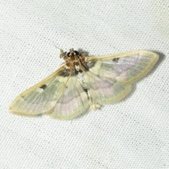 Apilocrocis pimalis