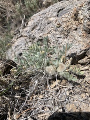 Astragalus purshii