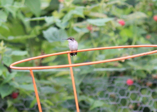 Ruby-throated Hummingbird photographed in New Hampshire