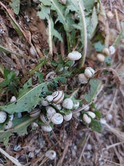 Xeropicta derbentina