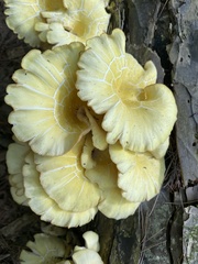 Pleurotus citrinopileatus