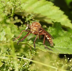 Diogmites basalis