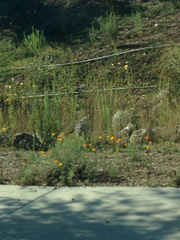 Oenothera elata hirsutissima