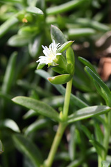 Delosperma ecklonis
