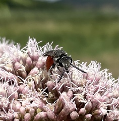 Sphecodes albilabris