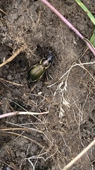 Carabus scheidleri